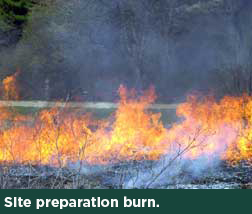 Site preparation burn.
